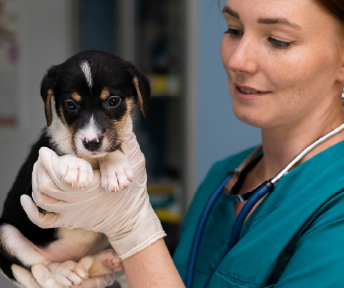 ¿A los cuántos meses se vacuna un cachorro?